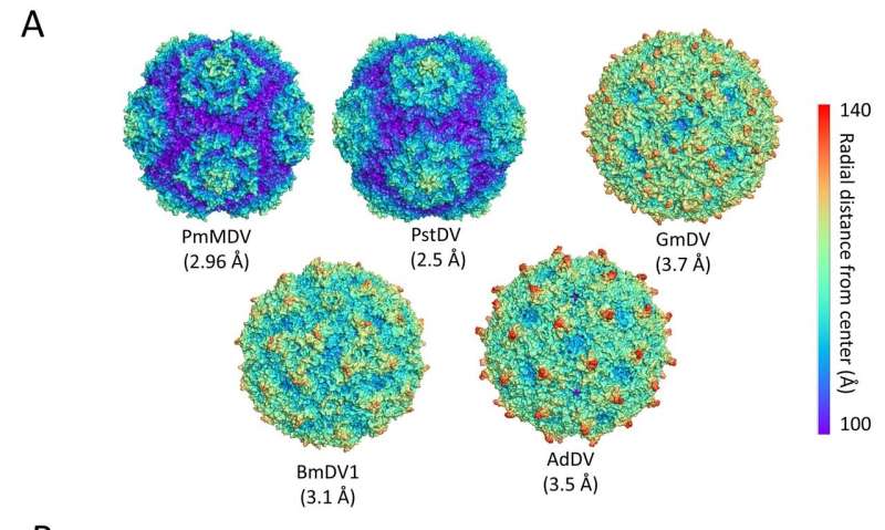 A new strategy of cell entry for some types of parvoviruses