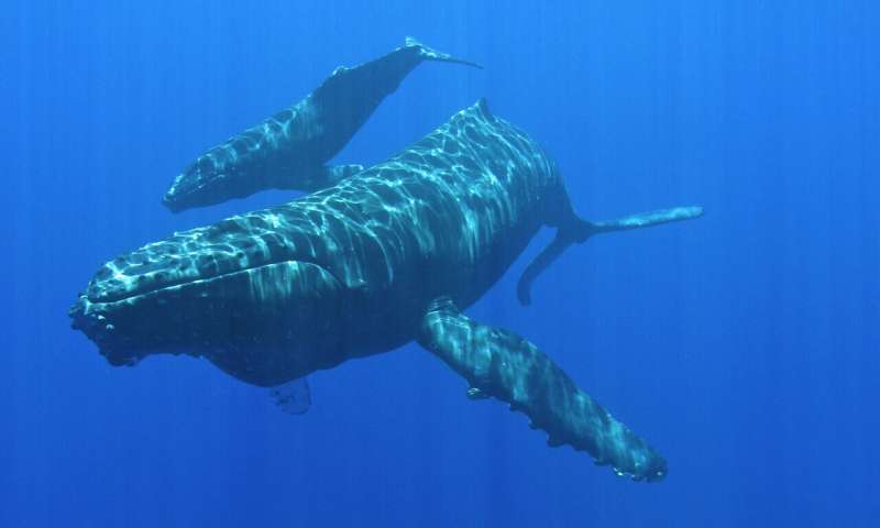 Humpback whale songs provide insight to population changes
