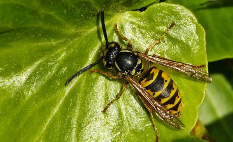 Researchers help complete world first wasp genome project