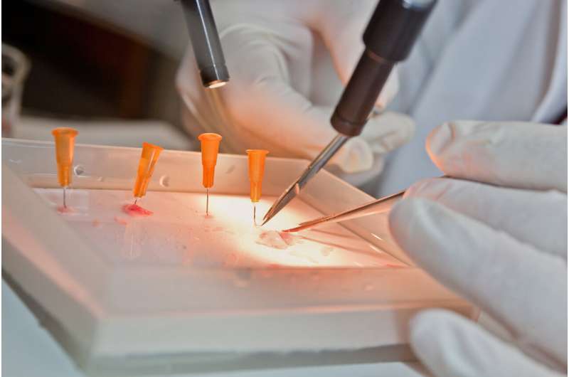 Researchers identify drugs that could halt preterm labor