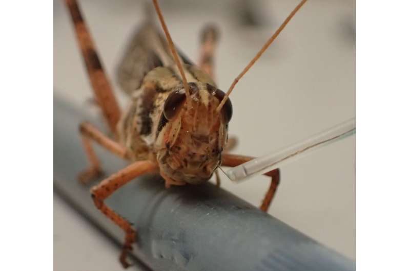 Researchers one step closer to bomb-sniffing cyborg locusts
