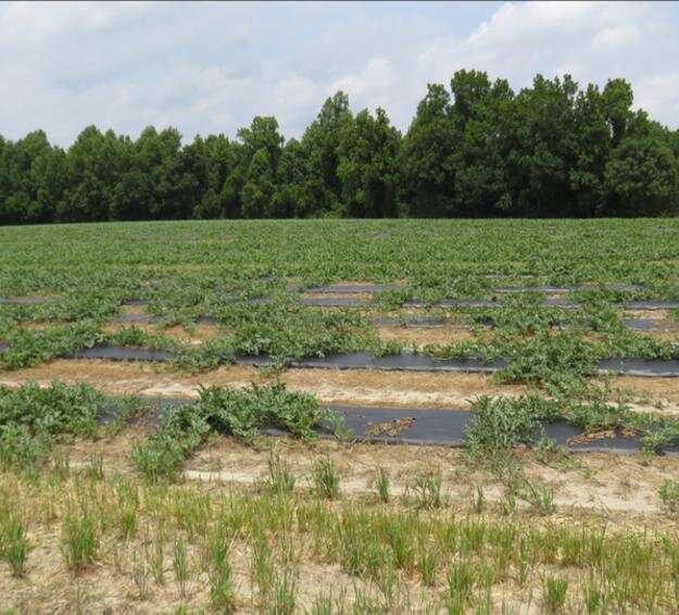 Research shows fungicides effective in fighting Fusarium wilt of watermelon