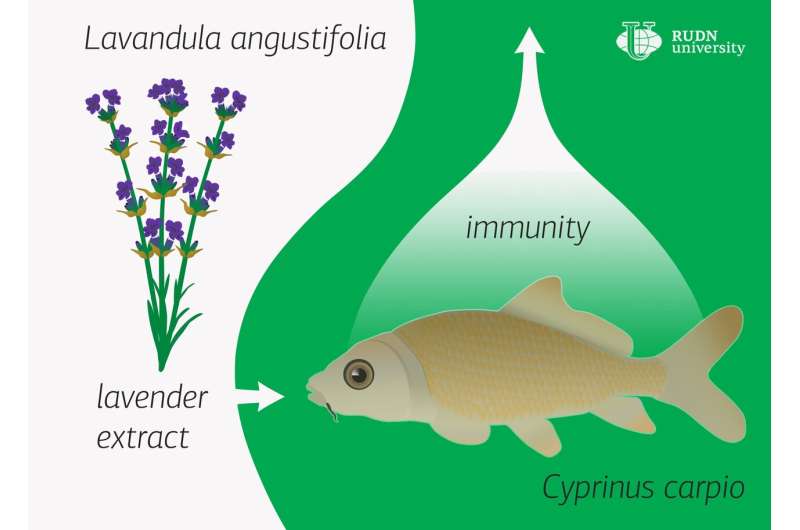 RUDN University biologist discovered that lavender enhances the immunity of carp