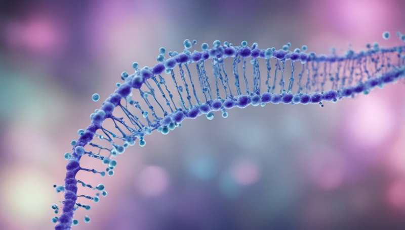 Scientists examine the impact of a very specific defect in DNA replication