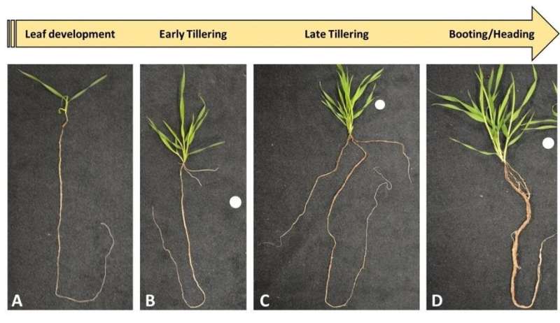 Scientists identify specific molecular elements that regulate root development