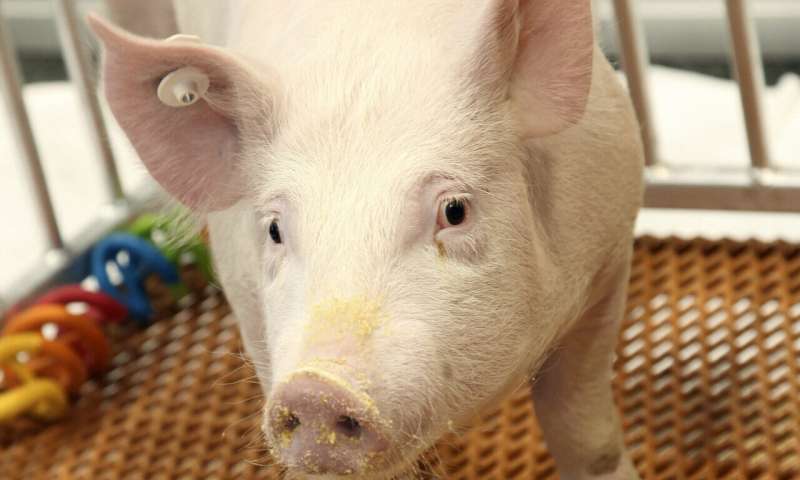 US regulators OK genetically modified pig for food, drugs