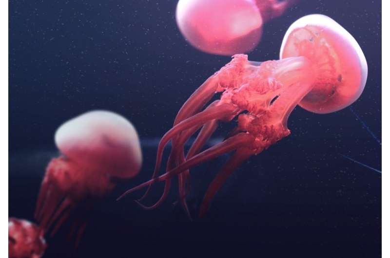 Researchers decode jellyfish genomes and unveil its ecological roles