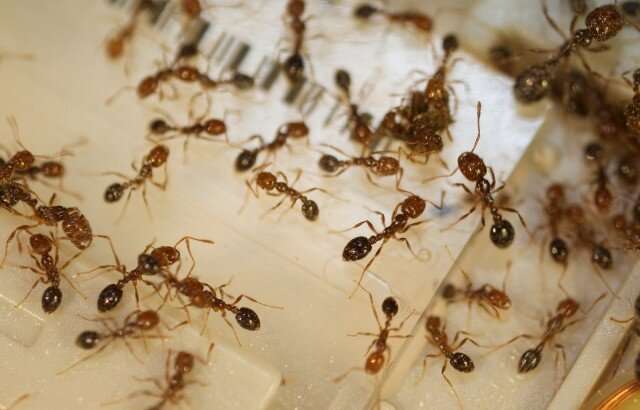 New study shows evolutionary breakdown of 'social' chromosome in ants