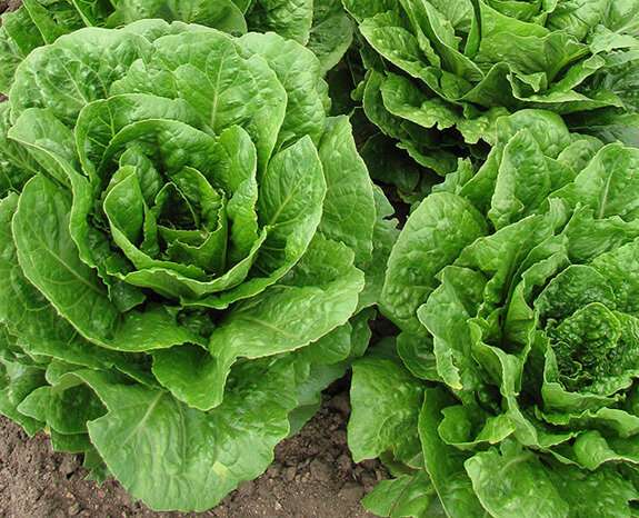 Researchers identify romaine lettuces that last longer