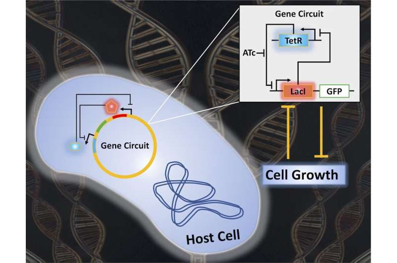 Researchers reveal new understandings of synthetic gene circuits
