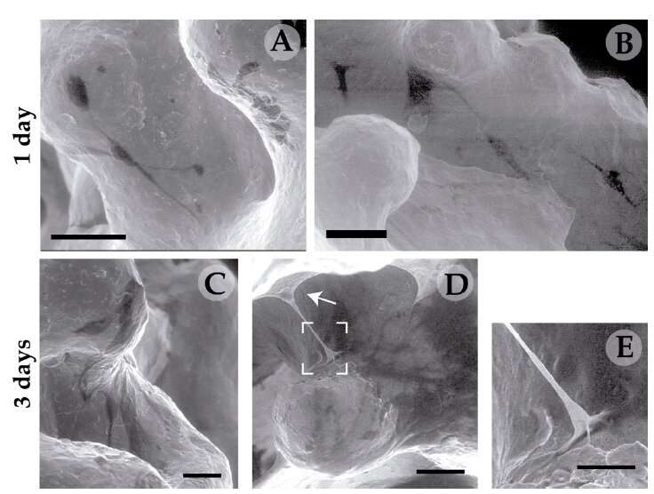 Development of a 3-D titanium-based structure to improve bone implants