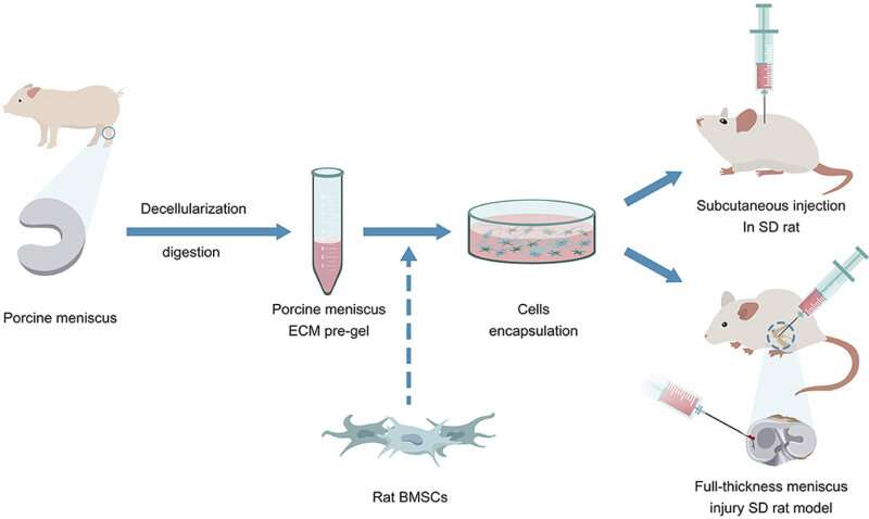 Researchers develop injectable extracellular-matrix-based biomaterials for meniscus repair