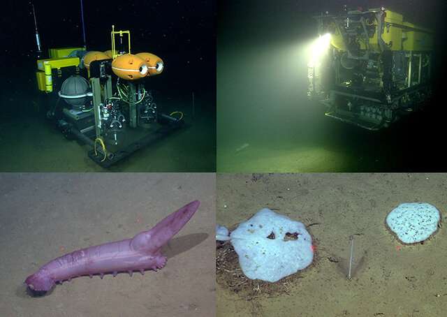 16 new papers describe discoveries at long-term deep-sea research site off California
