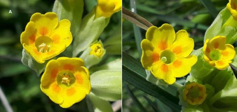 Citizen scientists bring surprising insights into cowslip mating system