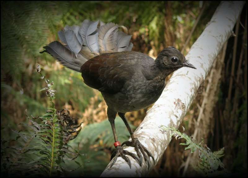 New research shows lyrebirds move more litter and soil than any other digging animal