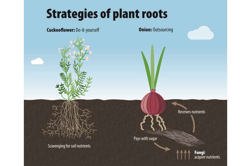 Researchers map law of variations in plant roots
