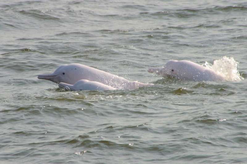 Scientists find high concentrations of toxic phenyltin compounds in local Chinese white dolphins and finless porpoises