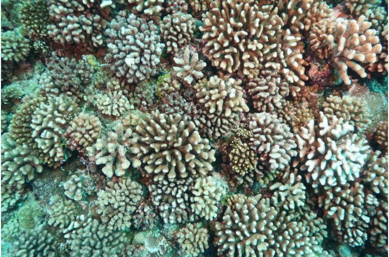 Scientists shed new light on viruses' role in coral bleaching