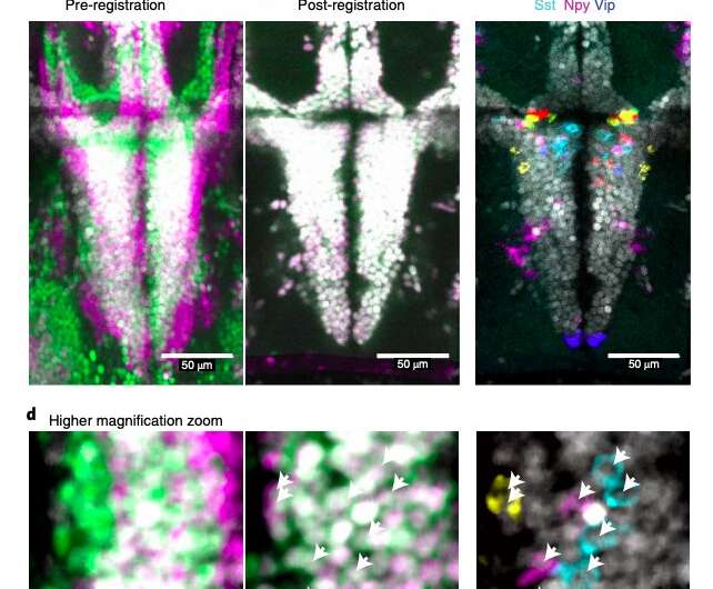 Study identifies neuronal populations that drive defensive behavior in zebrafish