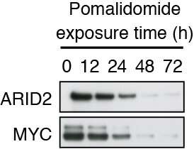 New insights into how the drug pomalidomide fights cancer