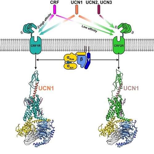 Researchers conduct structural and functional studies of corticotropin-releasing factor receptors