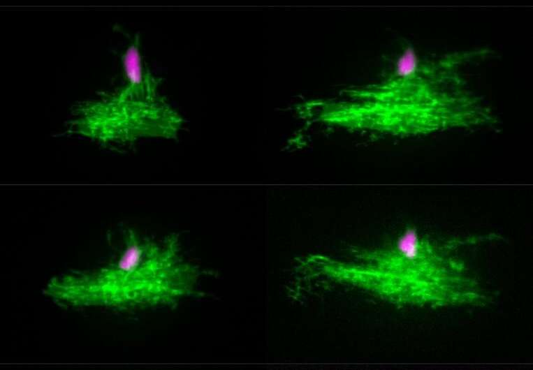 Research team discovers cell in zebrafish critical to brain assembly, function