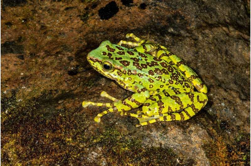'Social distancing' saves frogs: New approach to identify individual frogs noninvasively