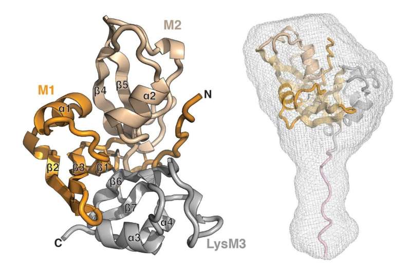 Researchers discover a new and unique class of carbohydrate receptors