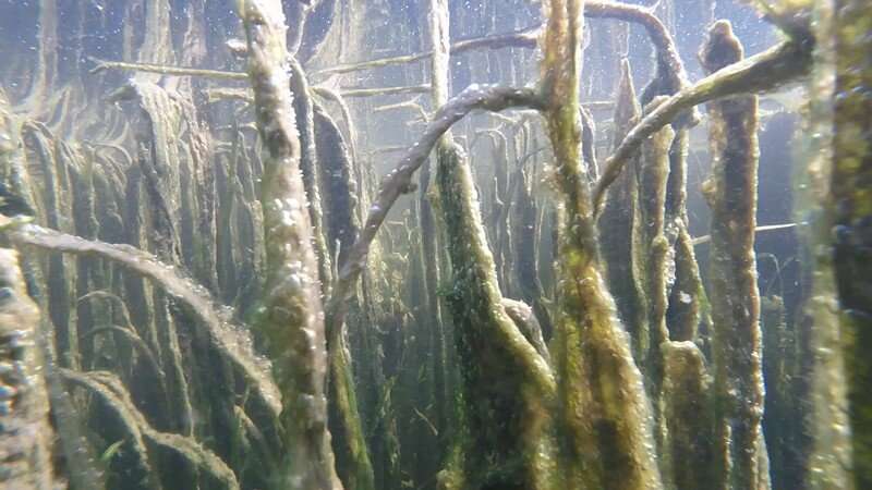 Research shows that submerged vegetation helps to offset Chesapeake Bay acidification