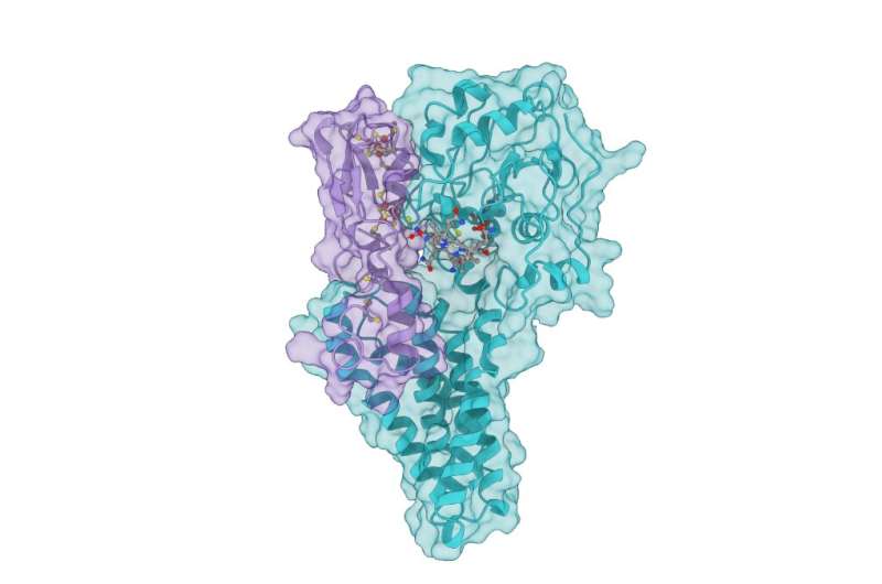 Scientists create protein models to explore toxic methylmercury formation