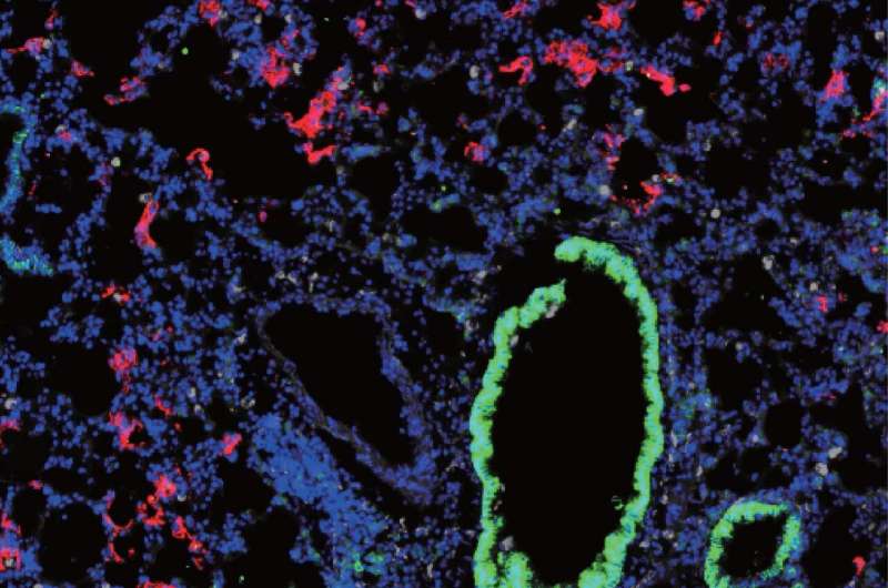 Researchers develop new mouse model for SARS-CoV-2