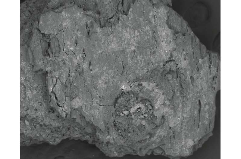65,000-year-old plant remains show the earliest Australians spent plenty of time cooking