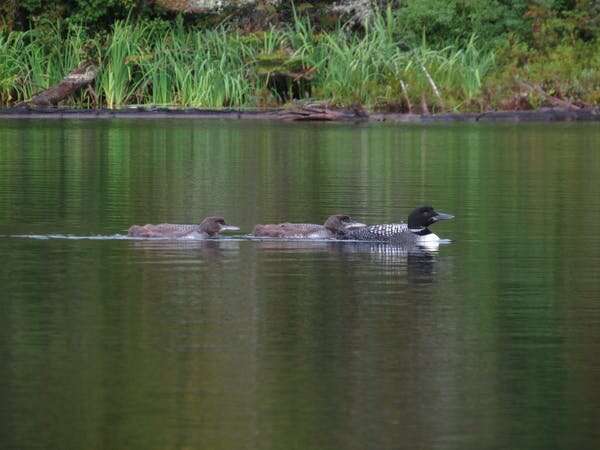 Acid rain and mercury legacy decreases the number of loon chicks in Ontario lakes