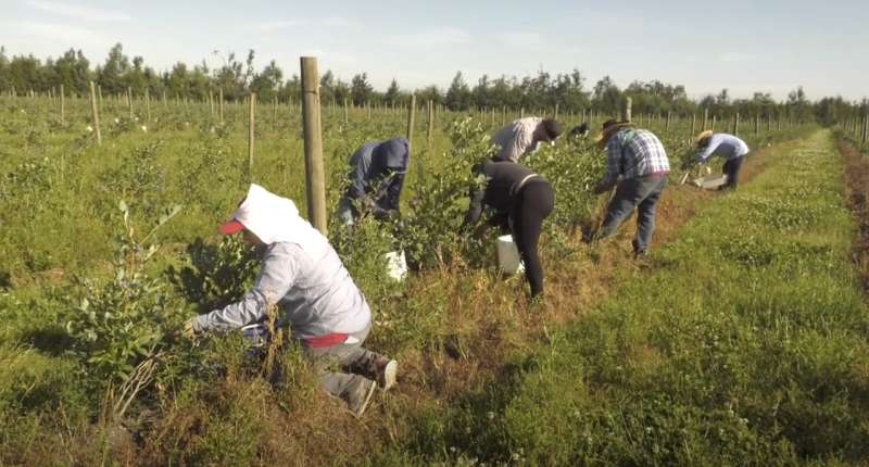 Agricultural pickers in US to see unsafely hot workdays double by 2050