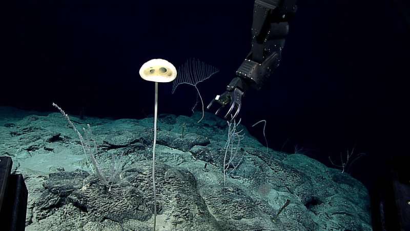 A magnificent new sponge from the deep gets a name