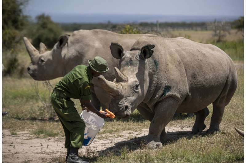 'Amazing': New embryo made of nearly extinct rhino species