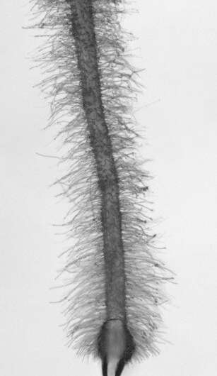 Una fractura molecular para el crecimiento de raíces
