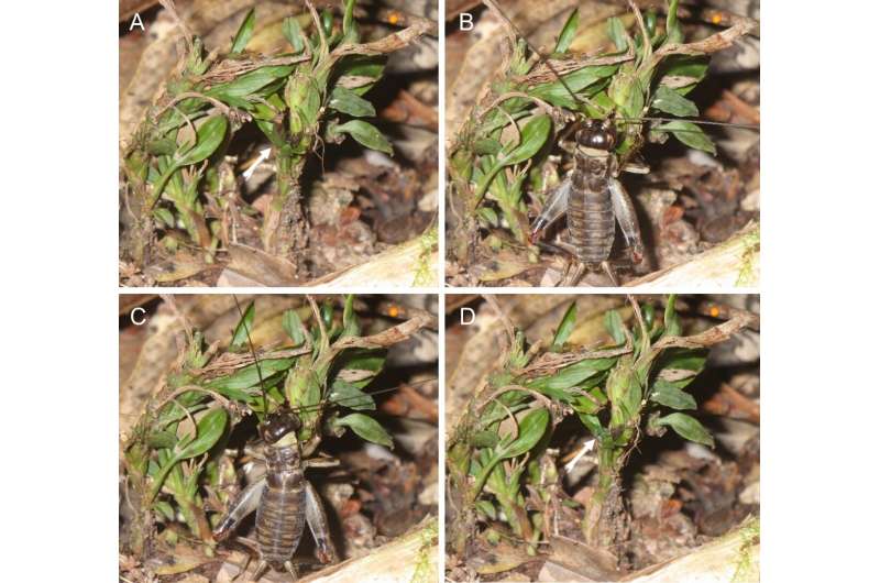 An ancient association? Crickets disperse seeds of early-diverging orchid Apostasia nipponica