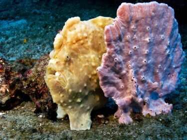 Anatomy of a frogfish: New book explores world of fishes with arms, legs