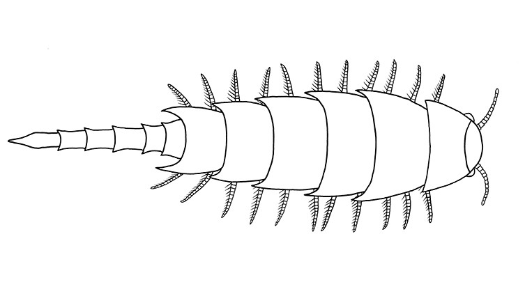 **Aquatic ancestors of terrestrial millipedes characterized for the first time