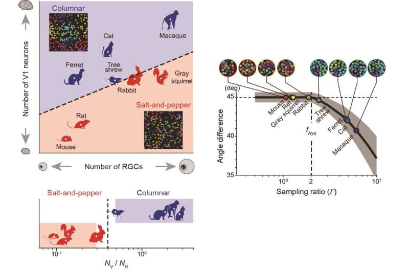 A single biological factor predicts distinct cortical organizations across mammalian species
