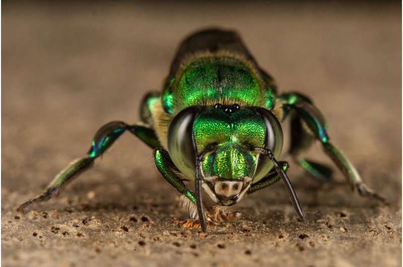 A single gene for scent reception separates two species of orchid bees