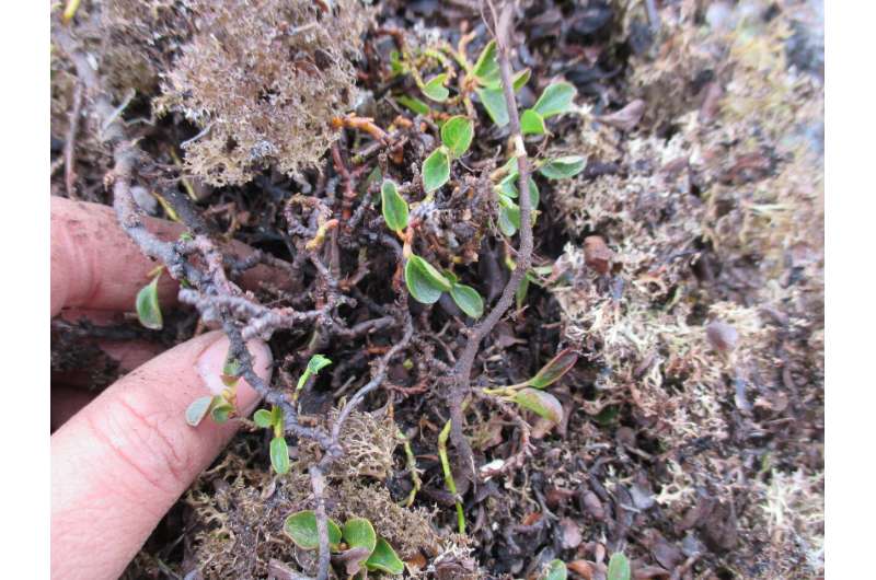 A tiny arctic shrub reveals secrets of plant growth on Svalbard