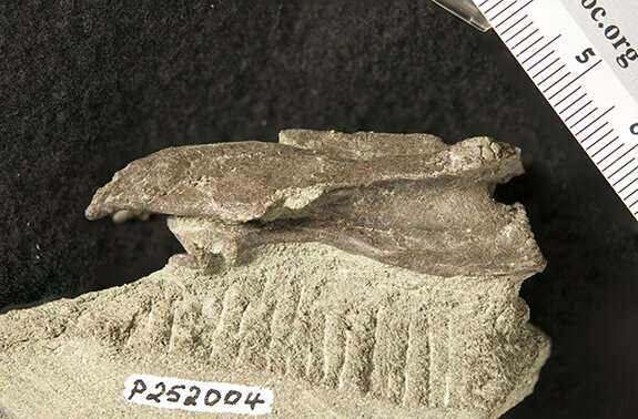 Australia’s first elaphrosaur discovered in Victoria