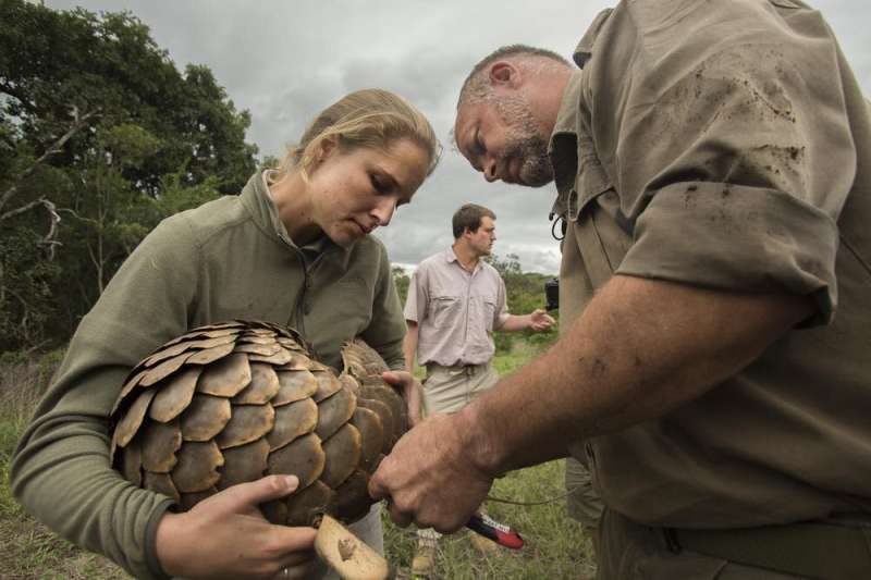 Back from extinction: a world first effort to return  threatened pangolins to the wild