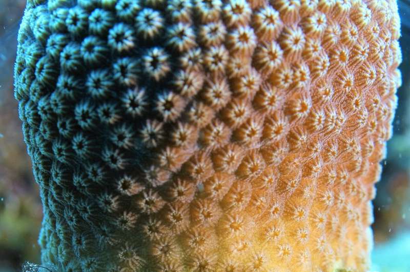 Bacteria fed by algae biochemicals can harm coral health