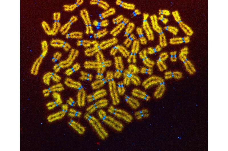 Bayreuth geneticists discover regulatory mechanism of chromosome inheritance