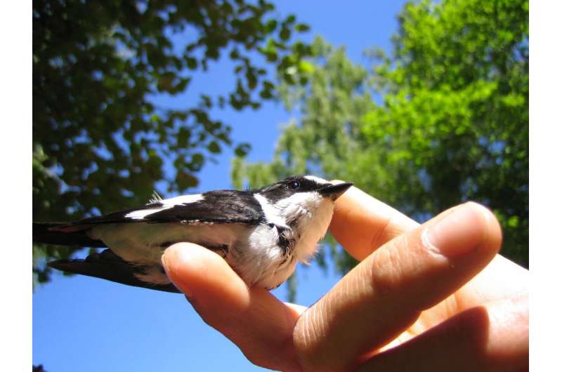 Better learners in collared flycatchers are more likely to imitate competitors
