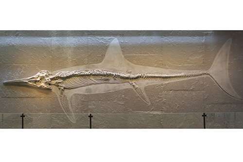 Boom and Bust for Ancient Sea Dragons