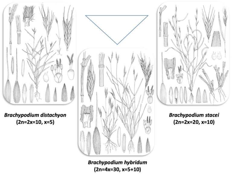 Brachypodium model system traces polyploid genome evolution